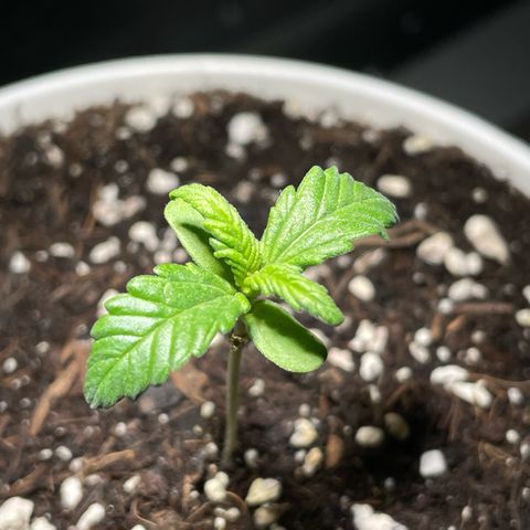 Auto Purple  growlog timeline photo
