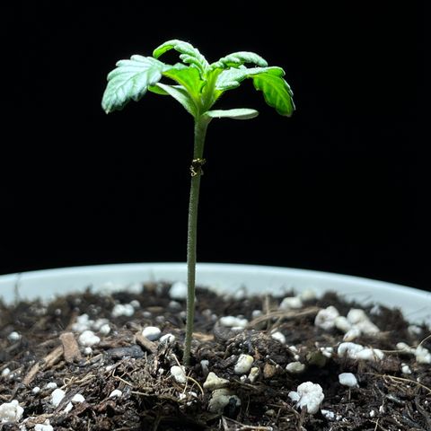 Auto Purple  growlog timeline photo