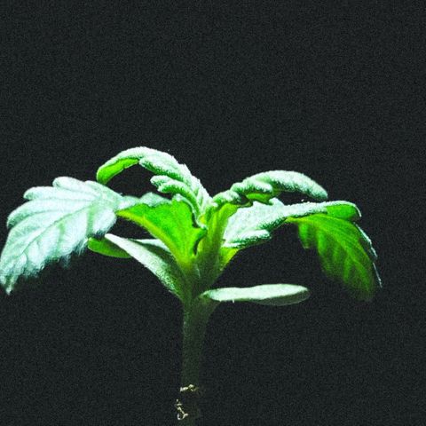 Auto Purple  growlog timeline photo