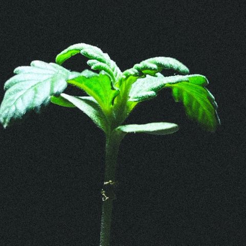 Auto Purple  growlog timeline photo