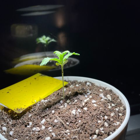 Auto Purple  growlog timeline photo