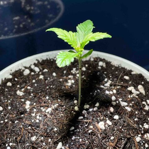 Auto Purple  growlog timeline photo