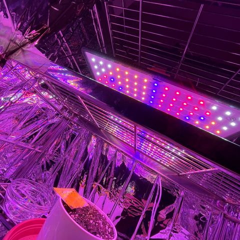 Auto Purple  growlog photo: Neue Growbox neues Licht