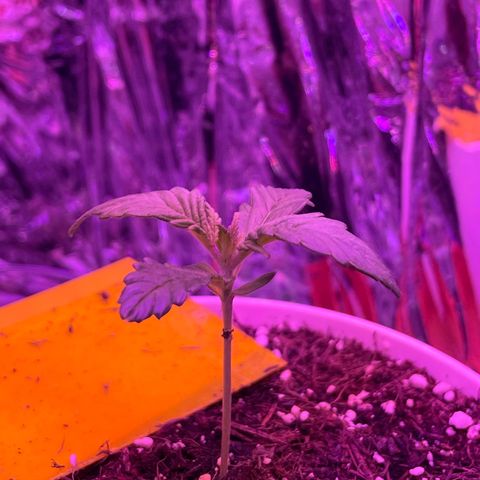 Auto Purple  growlog photo: Neue Growbox neues Licht