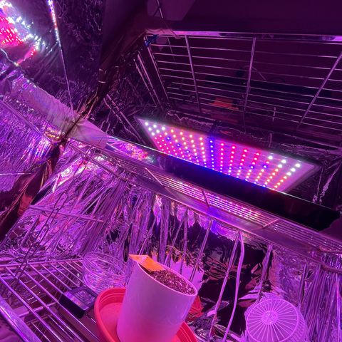 Auto Purple  growlog photo: Neue Growbox neues Licht