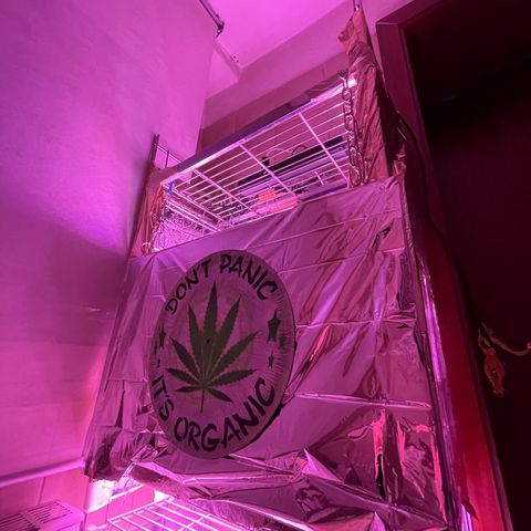 Auto Purple  growlog photo: Neue Growbox neues Licht