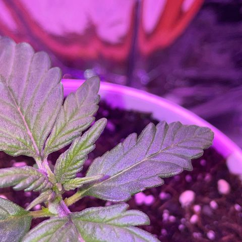 Auto Purple  growlog timeline photo