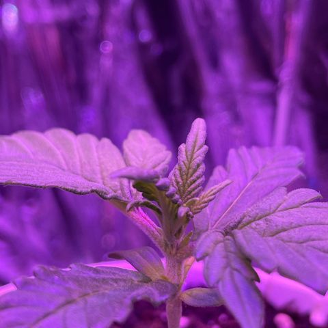 Auto Purple  growlog timeline photo