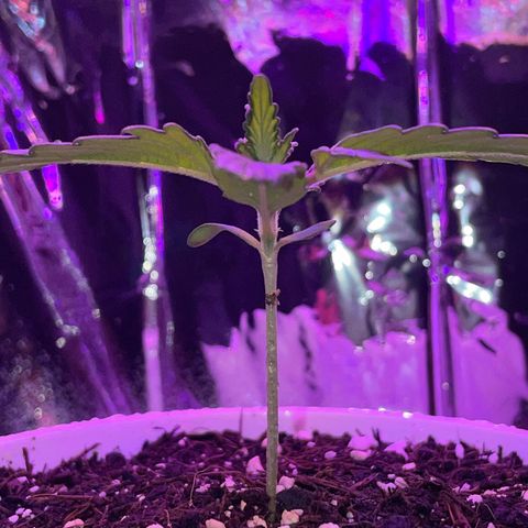 Auto Purple  growlog timeline photo