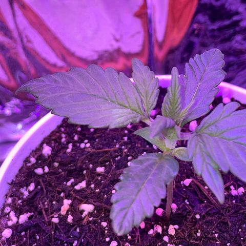Auto Purple  growlog timeline photo