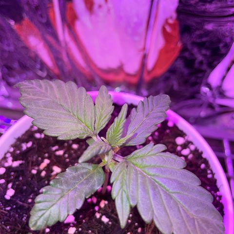 Auto Purple  growlog timeline photo