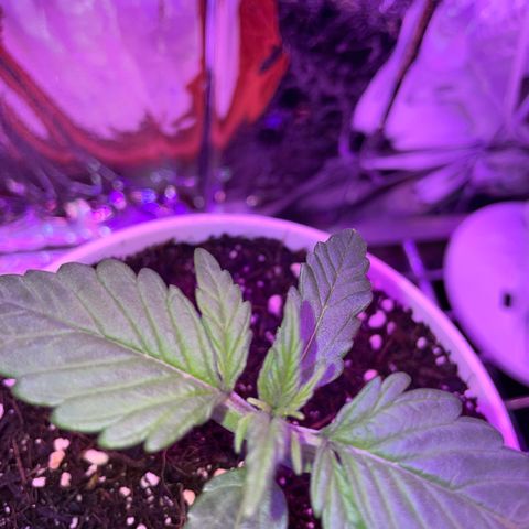 Auto Purple  growlog timeline photo