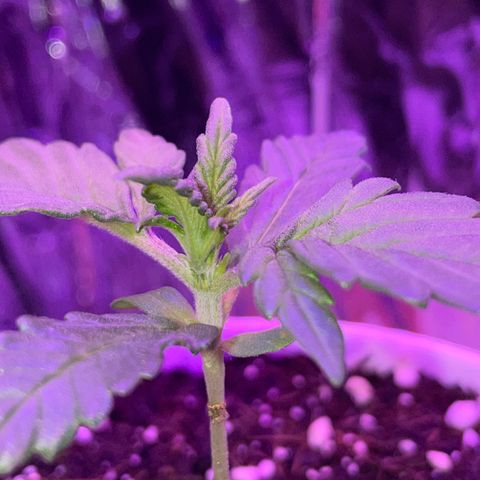 Auto Purple  growlog timeline photo