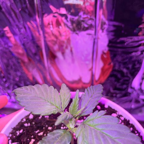 Auto Purple  growlog timeline photo
