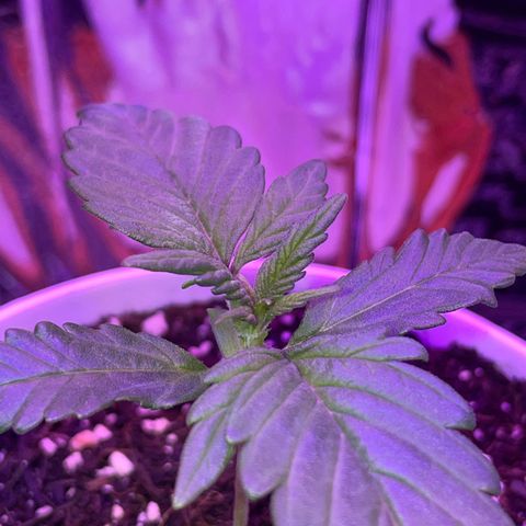 Auto Purple  growlog timeline photo