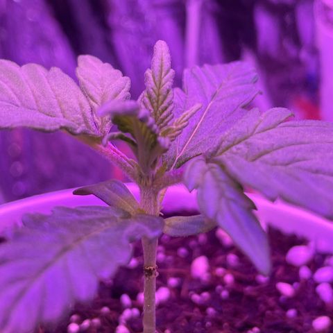 Auto Purple  growlog timeline photo