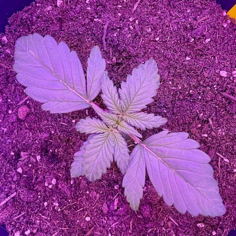 Auto Purple  growlog timeline photo