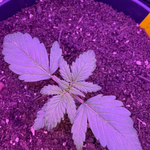 Auto Purple  growlog timeline photo