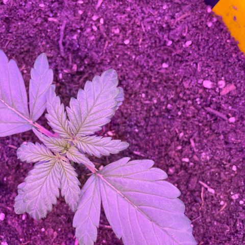 Auto Purple  growlog timeline photo