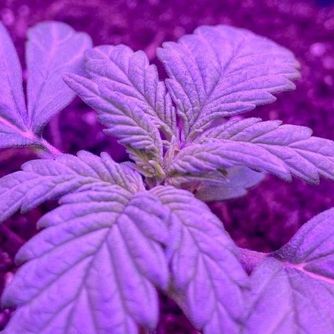 Auto Purple  growlog timeline photo