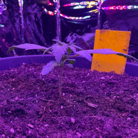 Auto Purple  growlog timeline photo