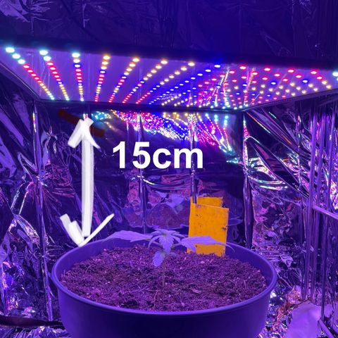 Auto Purple  growlog timeline photo