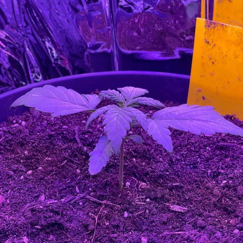 Auto Purple  growlog timeline photo
