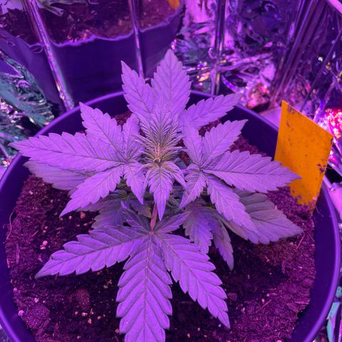 Auto Purple  growlog timeline photo