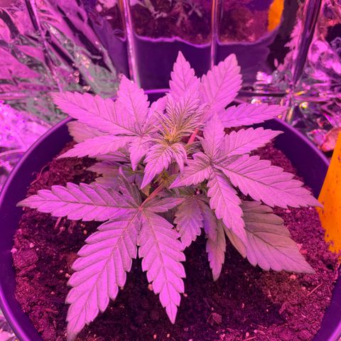 Auto Purple  growlog timeline photo