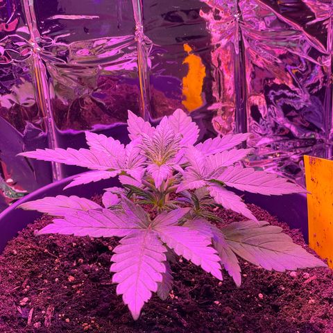 Auto Purple  growlog timeline photo
