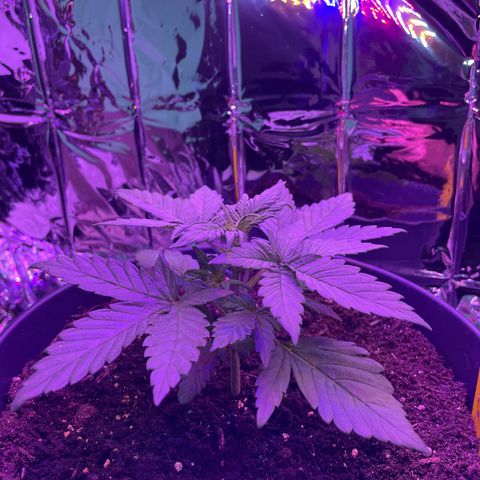 Auto Purple  growlog timeline photo