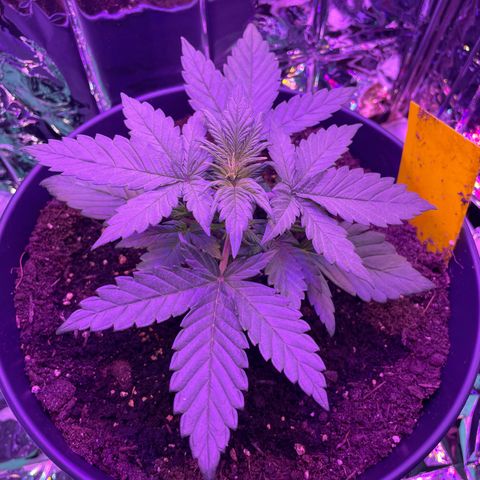 Auto Purple  growlog timeline photo