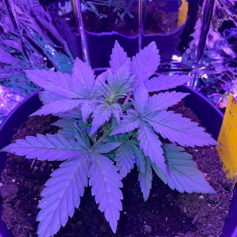 Auto Purple  growlog timeline photo