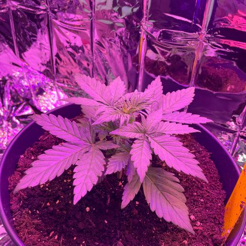Auto Purple  growlog timeline photo