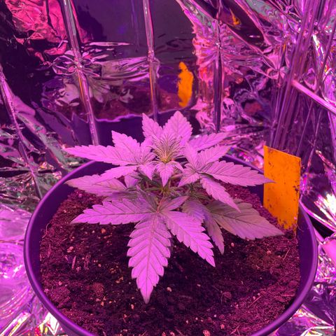 Auto Purple  growlog timeline photo