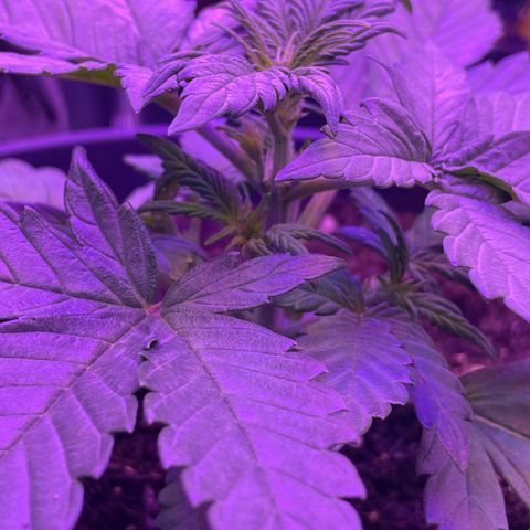Auto Purple  growlog timeline photo