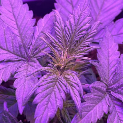 Auto Purple  growlog timeline photo