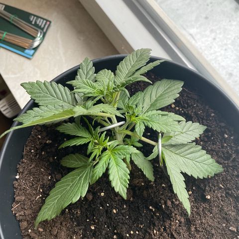 Auto Purple  growlog timeline photo
