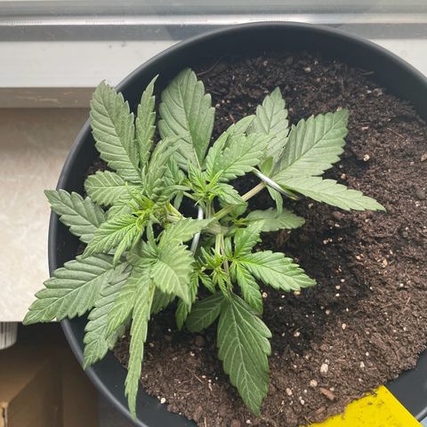 Auto Purple  growlog timeline photo