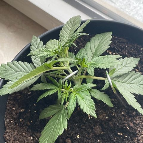 Auto Purple  growlog timeline photo