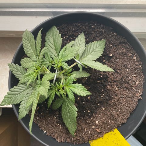 Auto Purple  growlog timeline photo