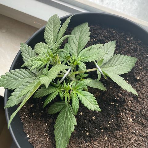 Auto Purple  growlog timeline photo