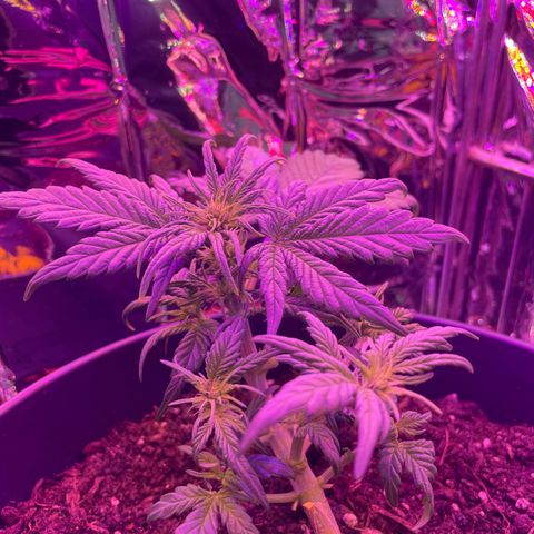 Auto Purple  growlog timeline photo