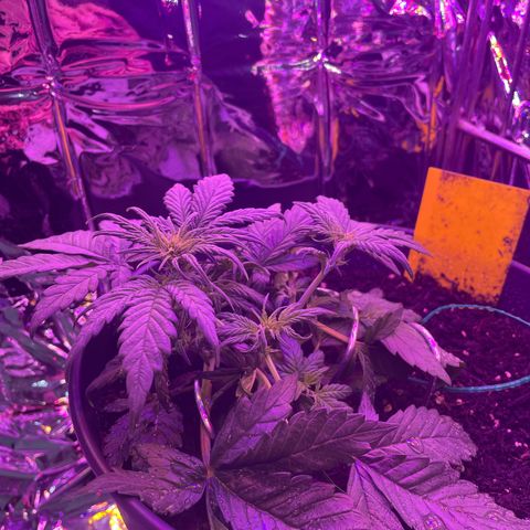 Auto Purple  growlog timeline photo