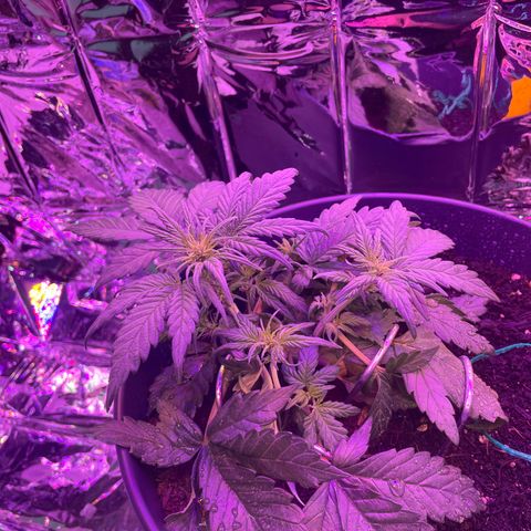 Auto Purple  growlog timeline photo