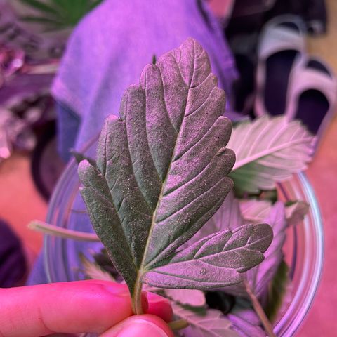 Auto Purple  growlog timeline photo