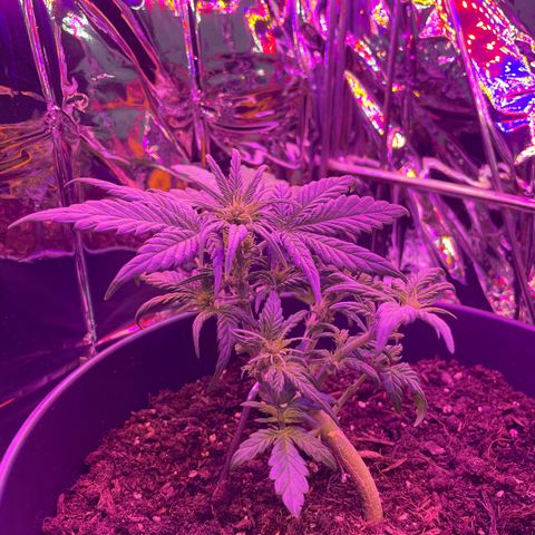 Auto Purple  growlog timeline photo