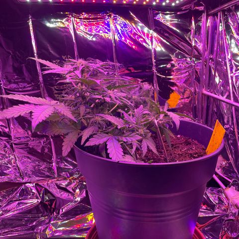 Auto Purple  growlog timeline photo