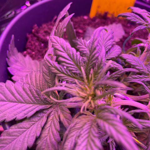 Auto Purple  growlog timeline photo