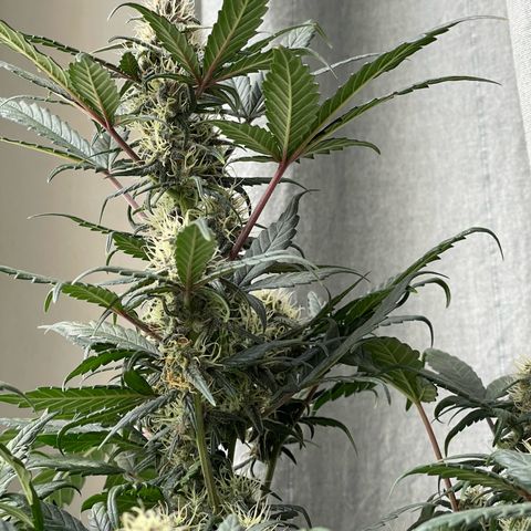 Auto Purple  growlog timeline photo